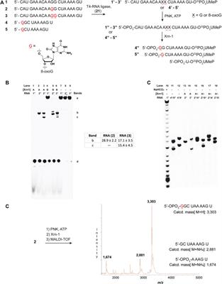 Processing of RNA Containing 8-Oxo-7,8-Dihydroguanosine (8-oxoG) by the Exoribonuclease Xrn-1